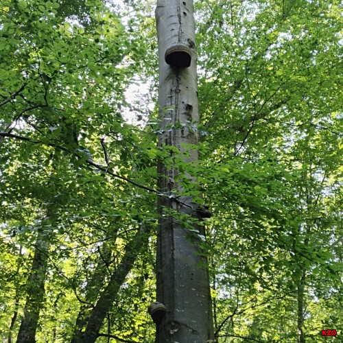 Korisnik